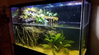 Rio Salitre paludarium Rio Salitre paludarium