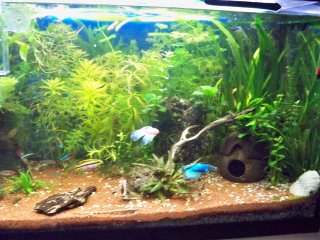 My Aquarium(1)