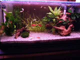 86 litre tropical