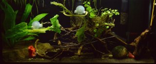 T08: 90L Burgessi grow-out