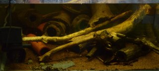 T09: 100L Pleco breeder T09: 100L Pleco breeder