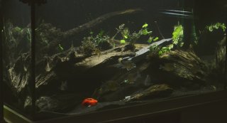 T10: 450L Display tank T10: 450L Display tank