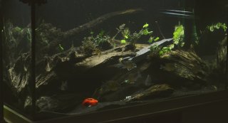 T10: 450L Display tank