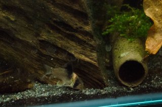 T11: 50L Cory grow-out