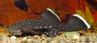 Peppermint Bristlenose tank