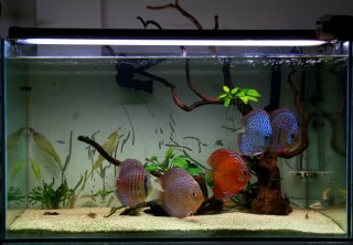 Discus Aquarium