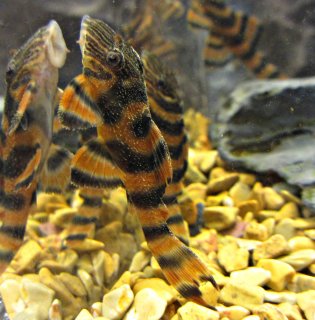 L397 F1 Fry Grow out tank L397 F1 Fry Grow out tank