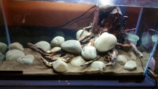 30g Borneo Biotope - H. flavus Species Tank 30g Borneo Biotope - H. flavus Species Tank
