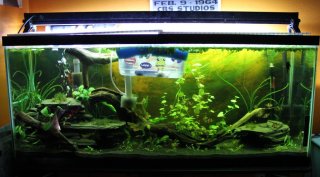 Dexter's Tank (55g)