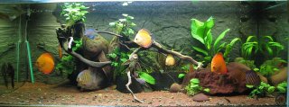 Discus aquarium