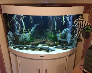 L046 Zebra Pleco Tank One