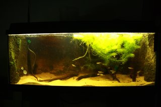 Quarantaine/breeding tank