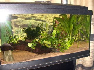 Corydoras Corydoras