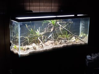 65 gallon