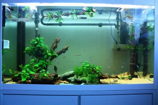 My Aquarium(1)