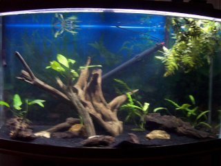 46 Gallon (BowFront)