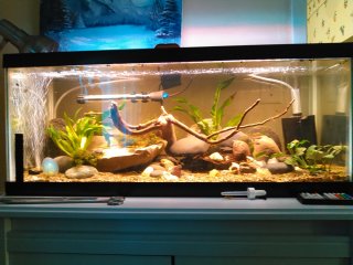20 Gallon - South East Asia 20 Gallon - South East Asia