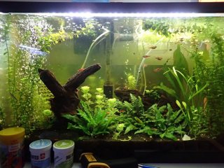 29 gallon - Woodcats 29 gallon - Woodcats