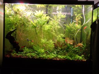 37 Gallon - Getting to be less of a disaster 37 Gallon - Getting to be less of a disaster