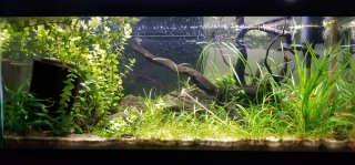 40 Gallon - Bottom Shelf 40 Gallon - Bottom Shelf