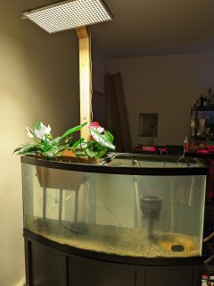 72gal - Bowfront