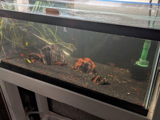 Glofish 20gal Glofish 20gal