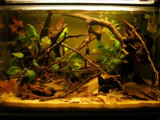 Crenicichla compressiceps home Crenicichla compressiceps home