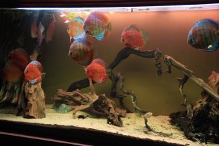 THE aquarium! THE aquarium!