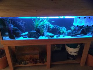 5ft Malawi Tank