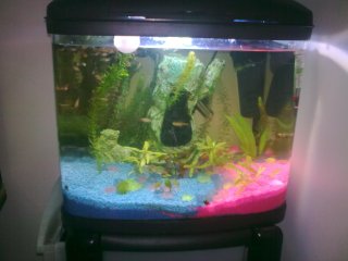 My Aquarium(1)