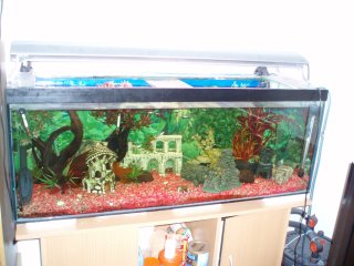 My Aquarium(3)