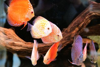 Office Discus Tank