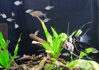 Office Tetra Tank Office Tetra Tank