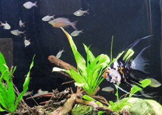 Office Tetra Tank