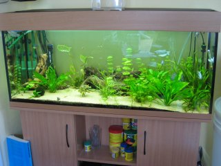 240 L tank in the livingroom 240 L tank in the livingroom