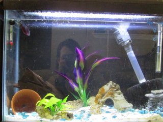 20 Gal Betta Tank 20 Gal Betta Tank