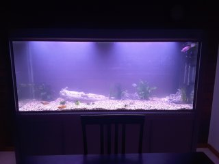 My Aquarium