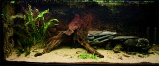 Hypancistrus sp L411 Hypancistrus sp L411