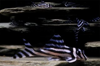 Hypancistrus zebra