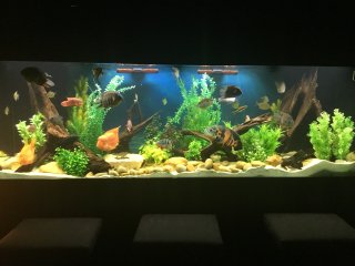 340 gallon South American Tank