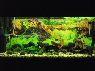 My Aquarium(1)