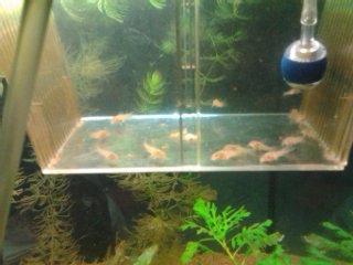 My Aquarium(1)