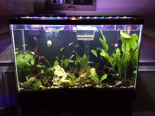 45g Tank