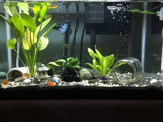 Betta Tank Betta Tank
