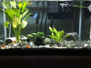 Betta Tank