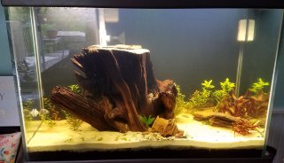 65 Gallon - "Stump Island"