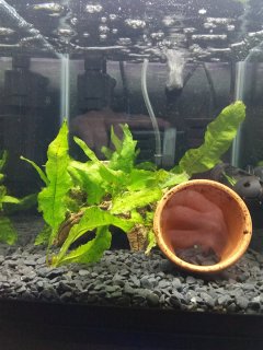 Golden Chinese Algae Eater Tank