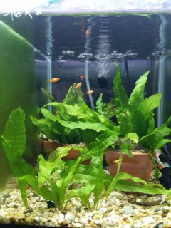 Red Wagtail Platy Fry Tank