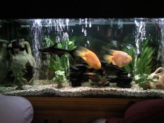 My Aquarium(1)