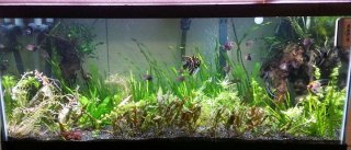 75 Gal Angelfish